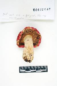 Russula pseudolepida image