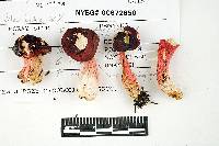 Russula peckii image