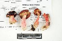 Russula peckii image