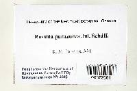 Russula parazurea image