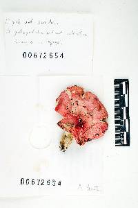 Russula pseudopeckii image