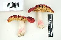 Russula pseudolepida image