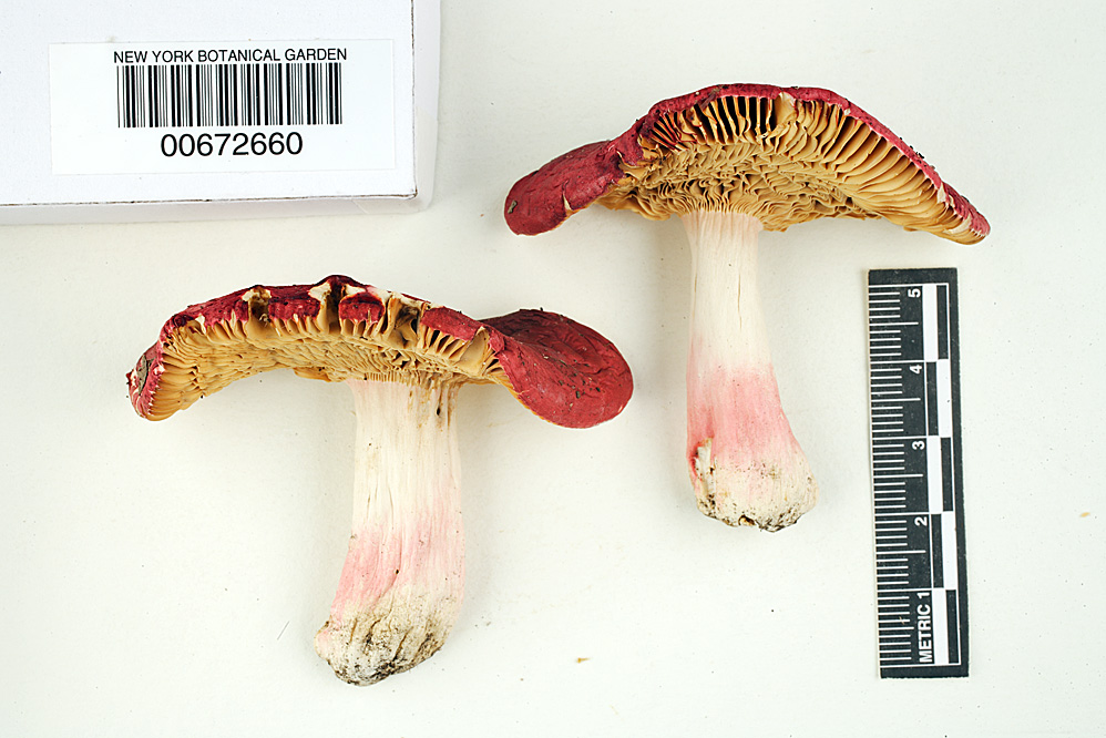 Russula pseudolepida image