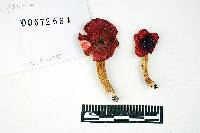 Russula pseudopeckii image