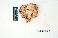 Russula pseudopeckii image