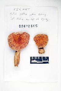 Russula xantho image