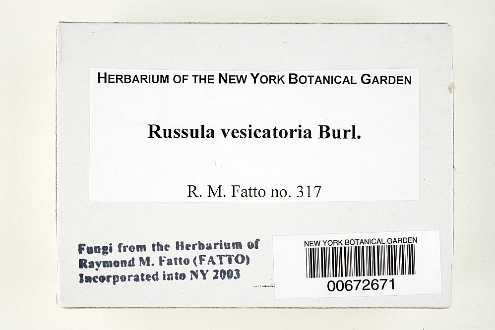 Russula vesicatoria image