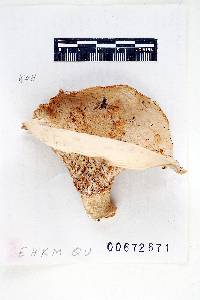 Russula vesicatoria image