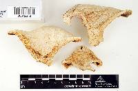 Russula vesicatoria image