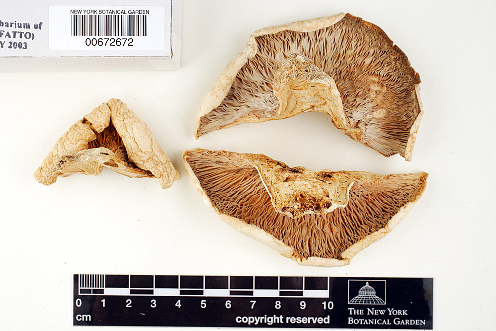 Russula vesicatoria image