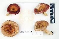 Russula veternosa image