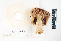 Russula xantho image