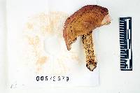 Russula vinosa image