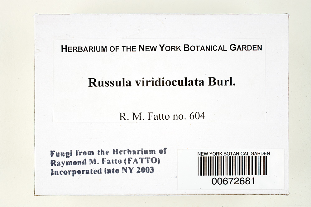 Russula viridioculata image