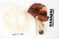 Russula vinosa image