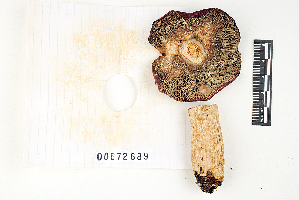 Russula vinosa image