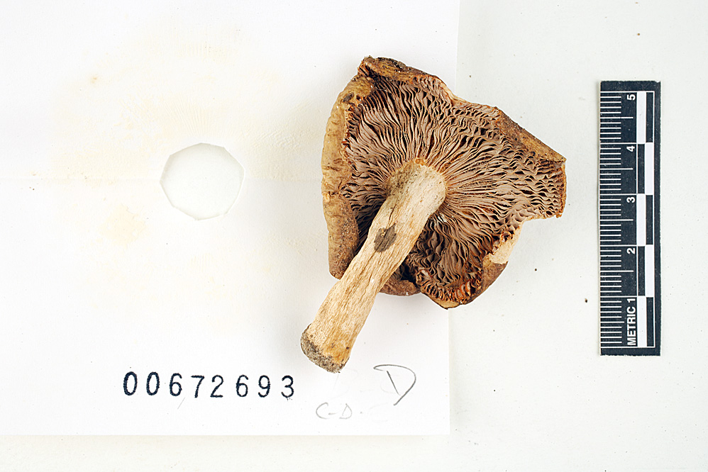 Russula viridioculata image