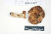 Russula viridioculata image