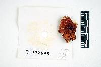 Russula fucosa image