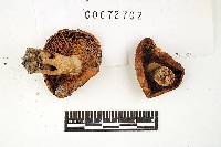 Russula xerampelina image