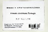 Russula cicatricata image