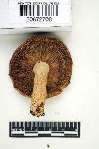 Russula cicatricata image