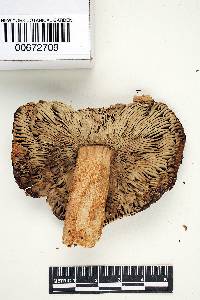 Russula cicatricata image