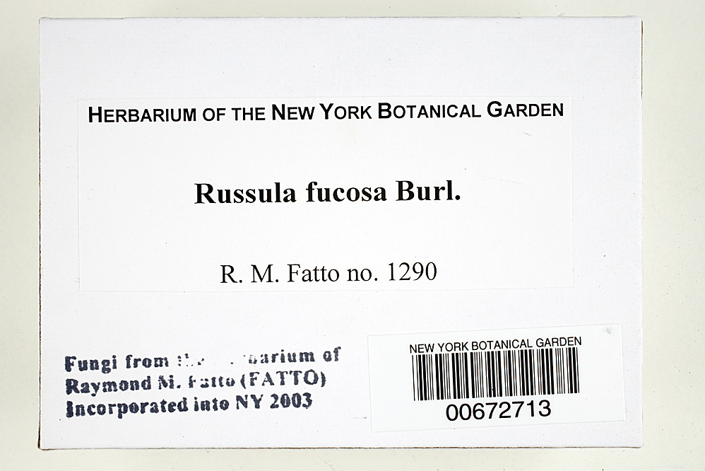 Russula fucosa image