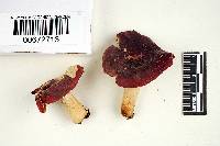 Russula fucosa image