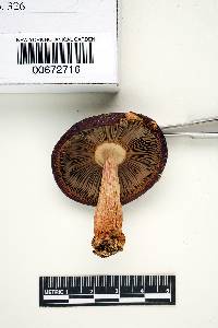 Russula erythropoda image