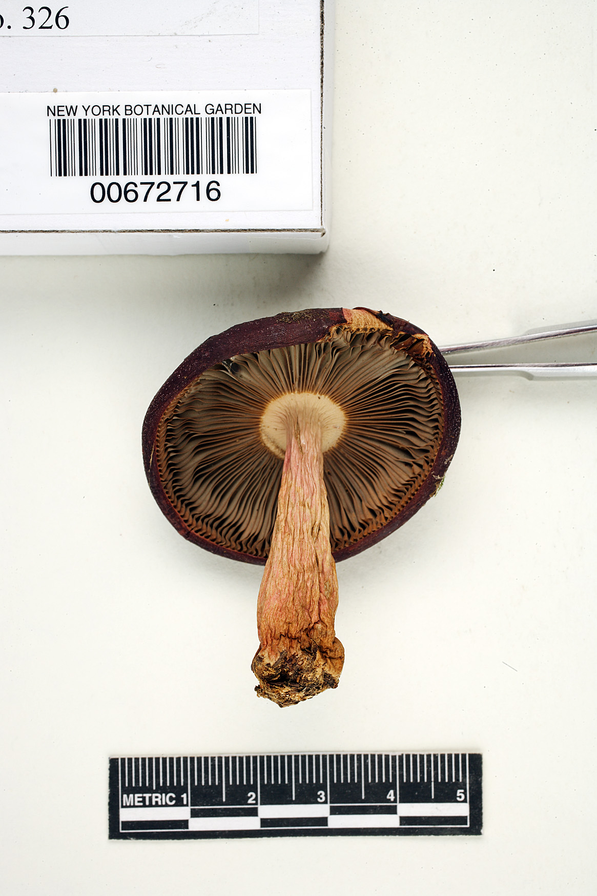 Russula erythropoda image