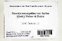 Russula xerampelina var. barlae image
