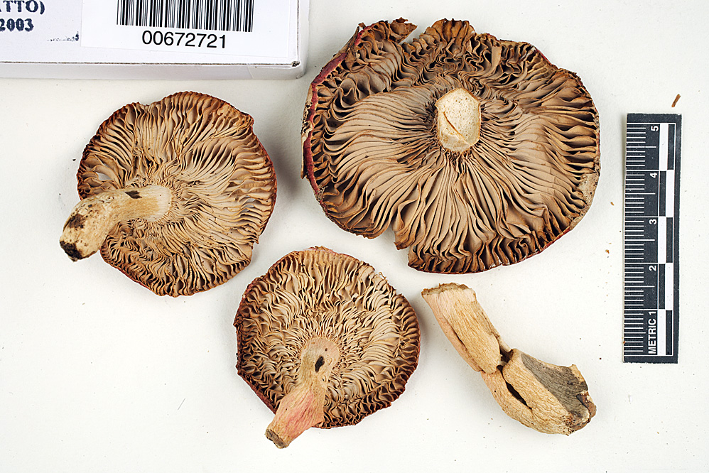 Russula gracilipes image