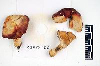 Russula squalida image