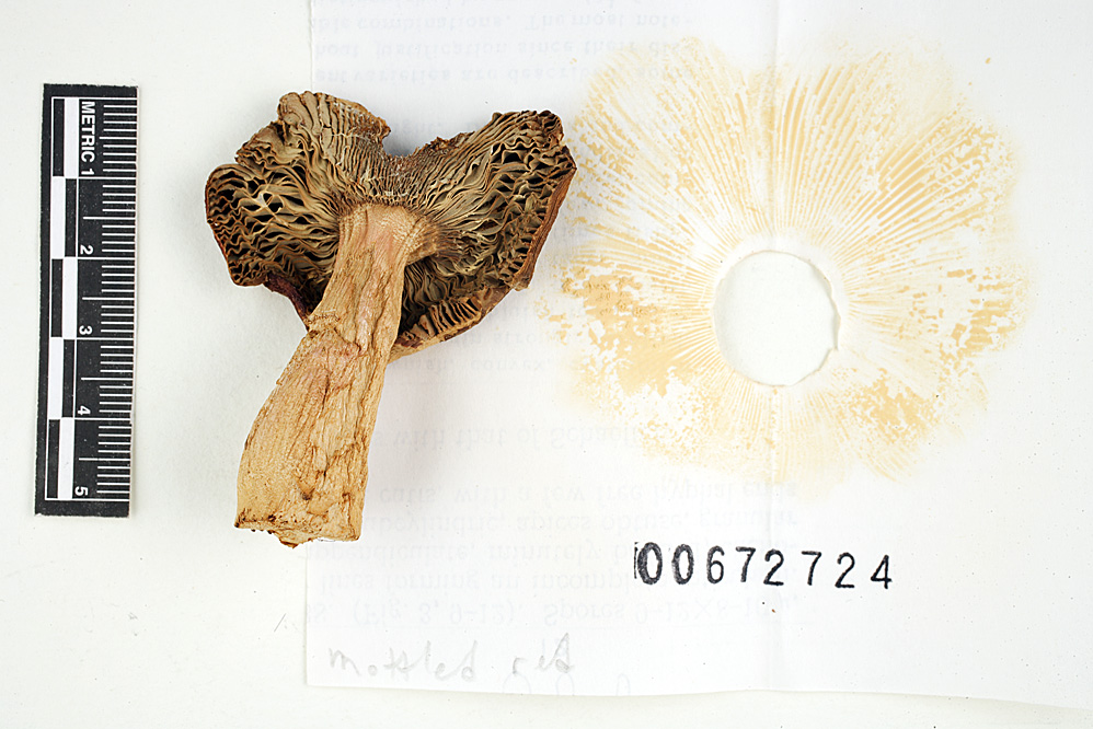 Russula erythropoda image