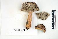 Russula erythropoda image