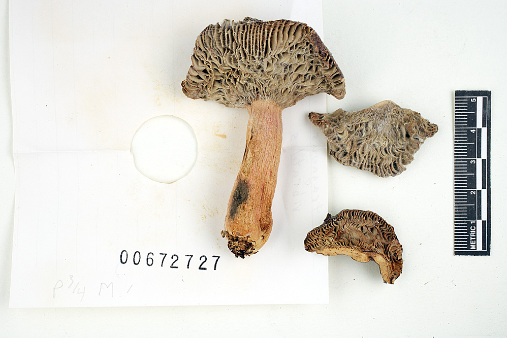 Russula erythropoda image