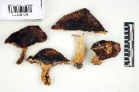 Russula graveolens image