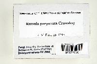 Russula purpurata image