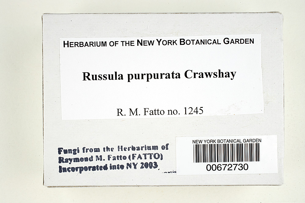 Russula purpurata image