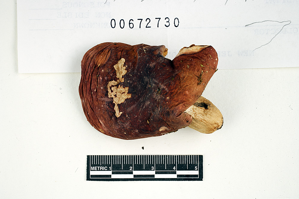 Russula purpurata image