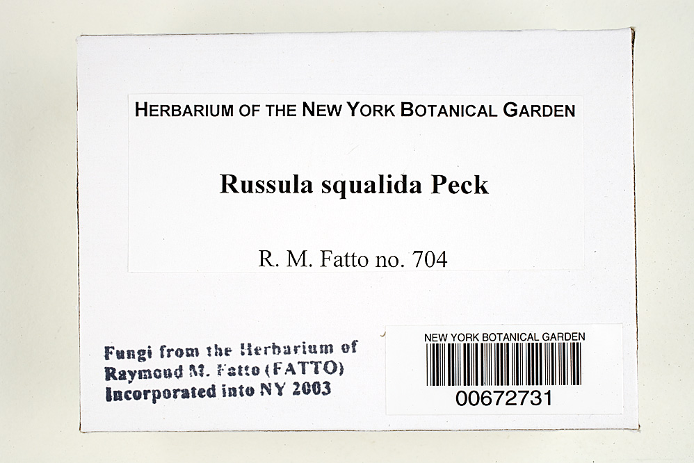 Russula squalida image