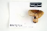 Russula xerampelina var. barlae image