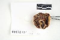 Russula xerampelina var. barlae image