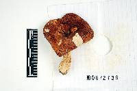 Russula xerampelina var. barlae image