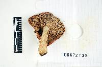 Russula xerampelina image