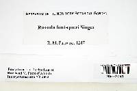 Russula font-queri image