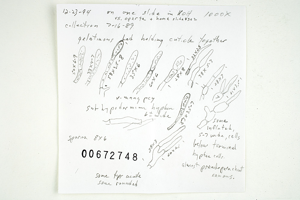 Russula font-queri image