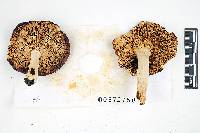 Russula romellii image