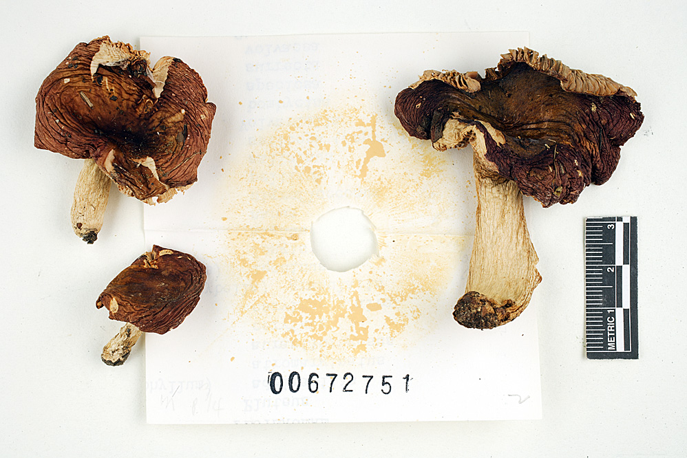Russula romellii image